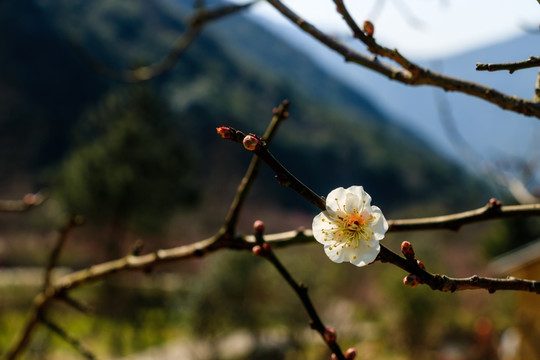 一枝梅花 枝条梅花 开放梅花