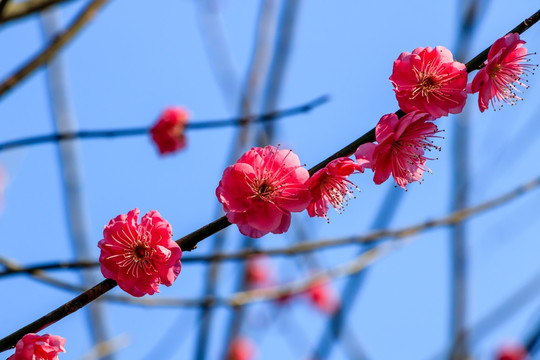 梅树梅花 红梅花 梅树 红梅