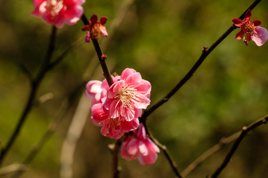 一树枝梅花 一树梅花 树枝花朵