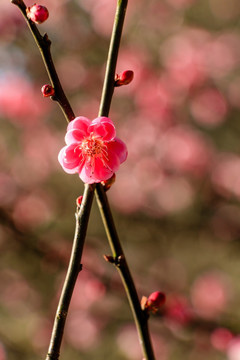 一树枝梅花 一朵梅花 树枝花朵