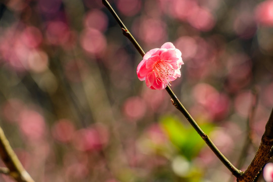 粉红色梅花 粉红色 春天梅花