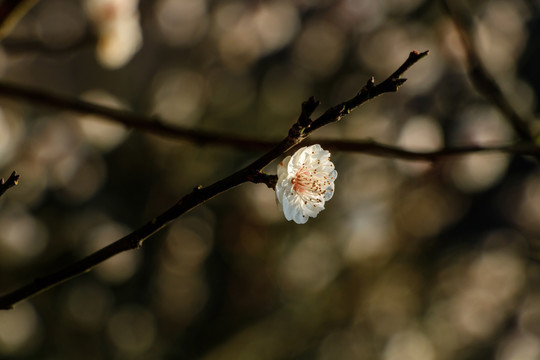 白色梅花 春天白梅绽放 梅花