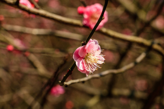 粉红色梅花 粉红色 春天梅花