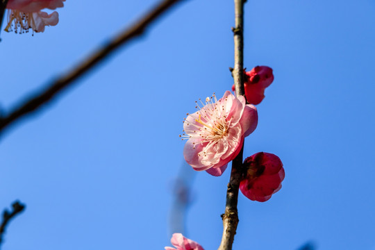 粉红色梅花 粉红色 春天梅花