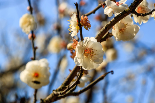 梅树白梅花