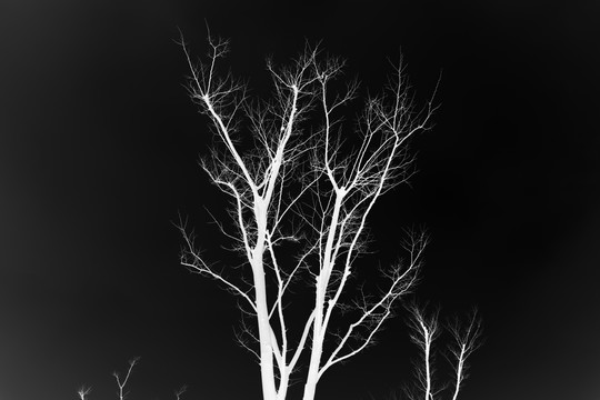 黑白树抽象画 枯树