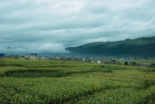 旅行自然风光玉米田