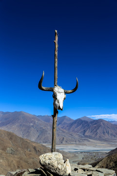 西藏牛头骨