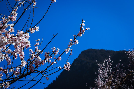 梅花枝