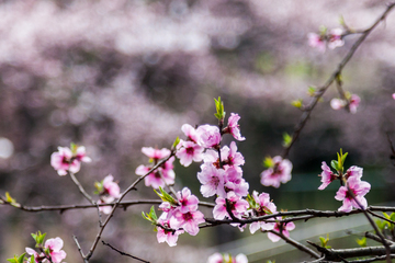 桃花 