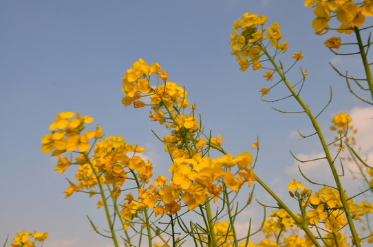 油菜花