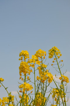 油菜花