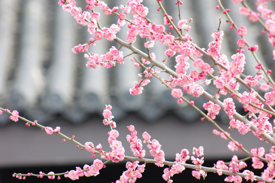 红梅花儿开