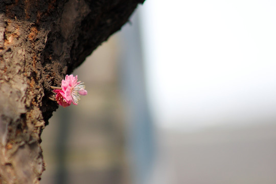 红梅花开