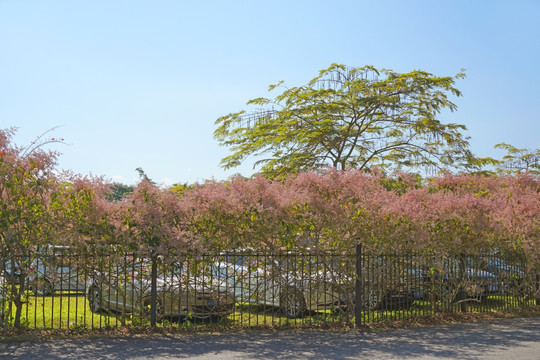 版纳植物园盛开的绒苞藤花