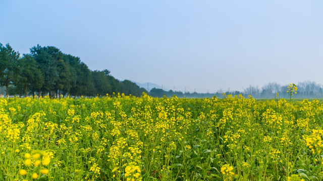 油菜花