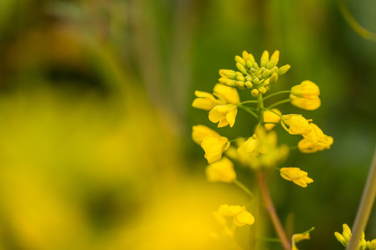 油菜花