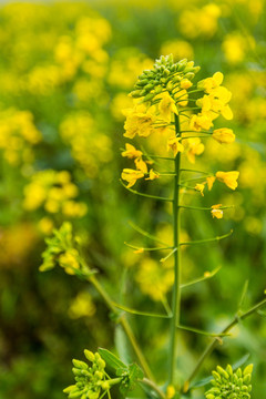 油菜花