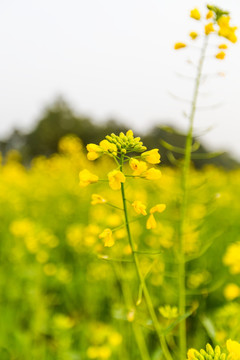 油菜花