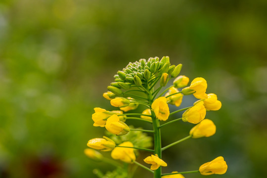 油菜花