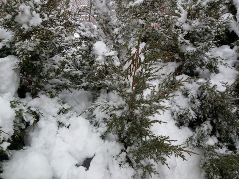 雪景