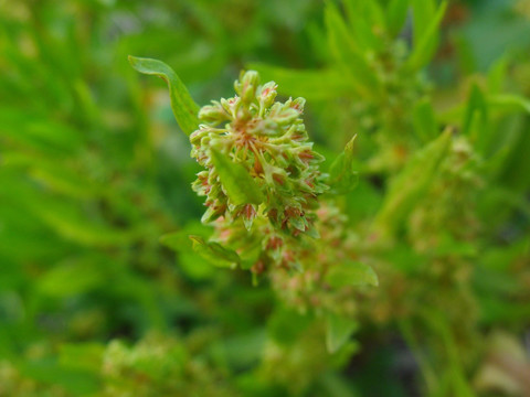 野生植物