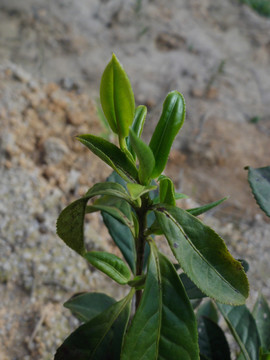 茶树嫩叶