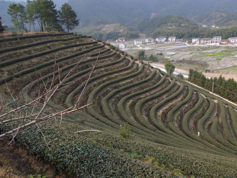 茶园风景