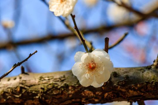 梅花 白梅 白花 梅花白色