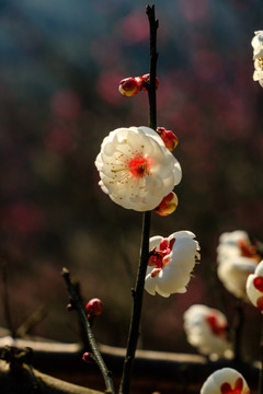 白梅花素材 梅花 枯枝新芽