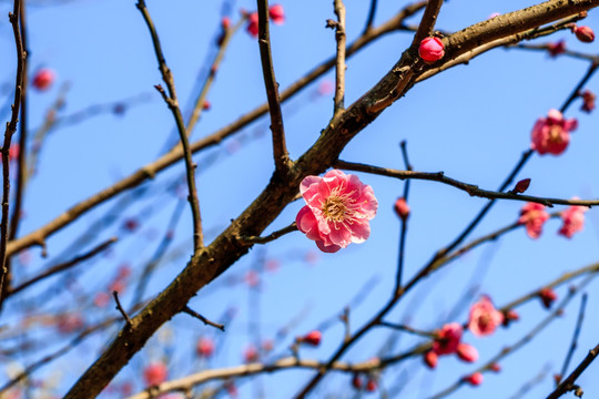 梅树枝上的梅花