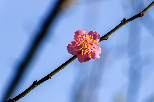 粉红梅花素材 枯枝新芽