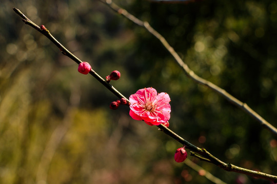 梅花阳光 梅花 阳光 春天绽放