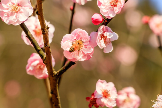 蜜蜂与粉红梅花