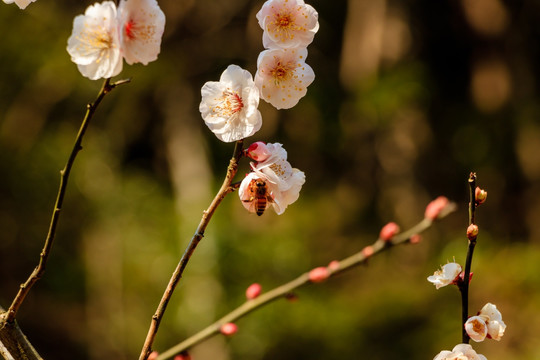 梅花与蜜蜂