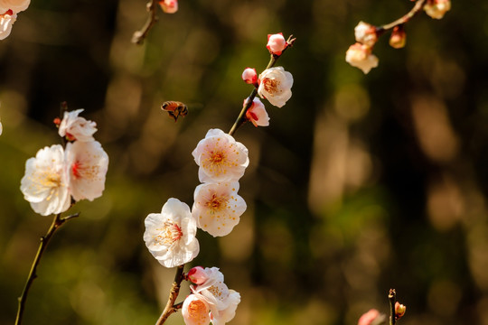 梅花与蜜蜂 梅花 花朵 植物