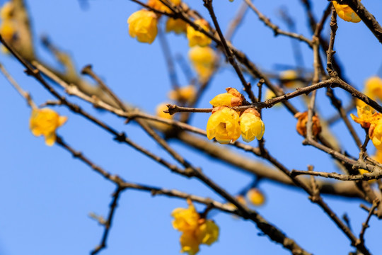 蜡梅 黄梅 一枝梅花 一枝梅