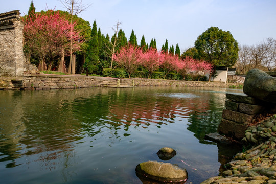 古代庭院 一排红梅花 宁波白云