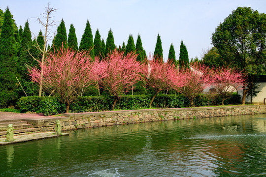 古代庭院 一排红梅花 宁波白云