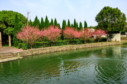 古代庭院 一排红梅花 白云庄