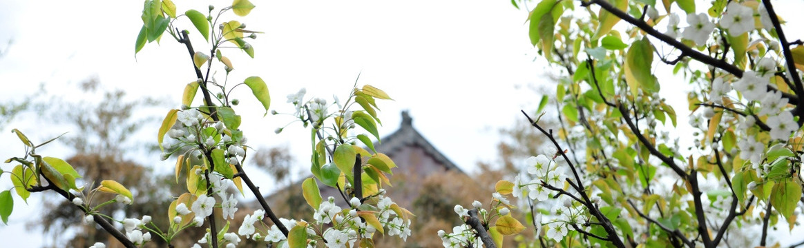 梨树  梨花