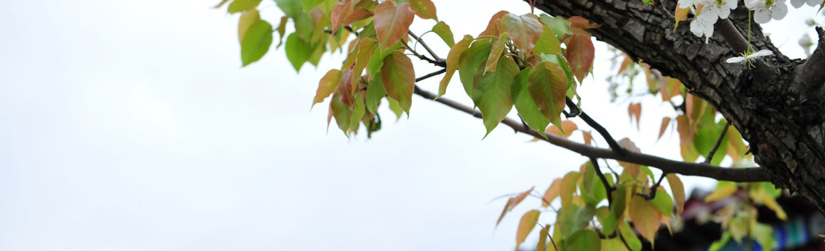 梨花 果树花