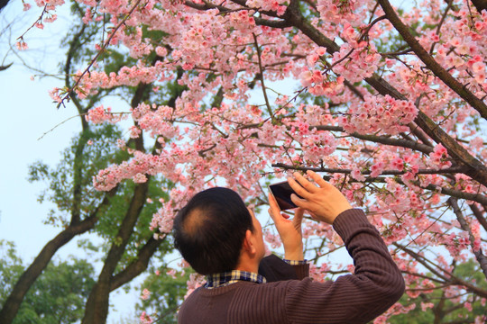 赏樱花拍樱花看樱花