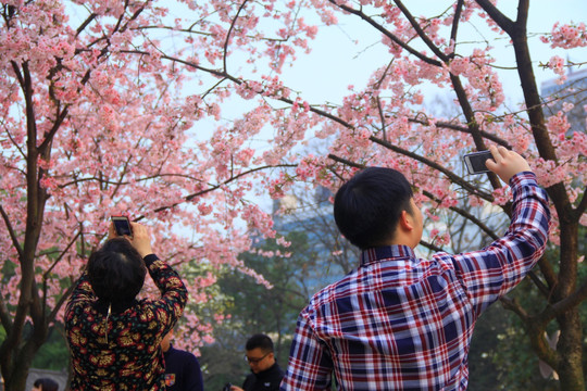 赏樱花拍樱花看樱花