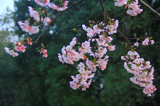 早樱樱花