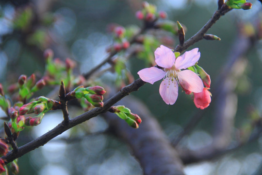 早樱樱花