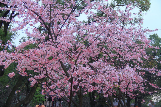 早樱樱花