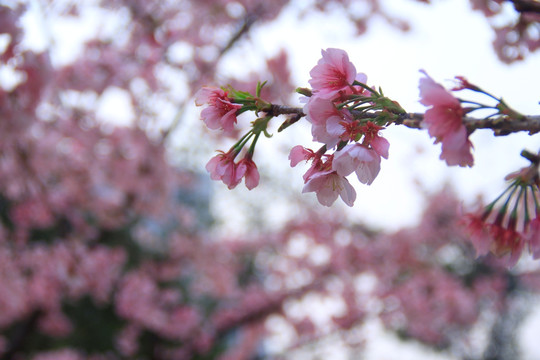 早樱樱花