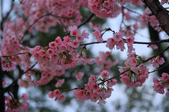 早樱樱花