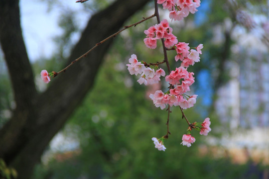 早樱樱花